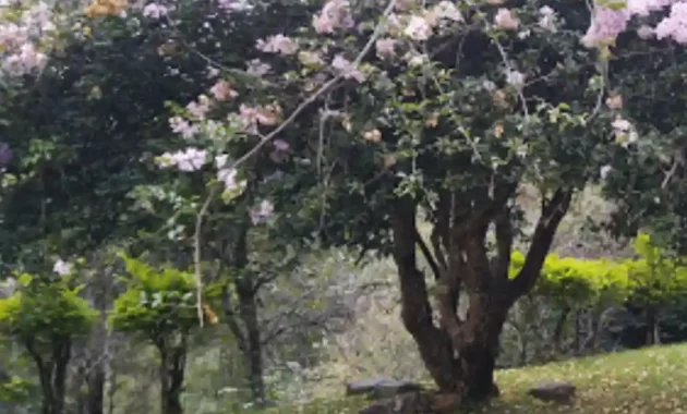 Taman Sakura Kebun Raya Cibodas
